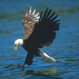 Foto de un águila cazando