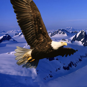 Imágenes de águilas